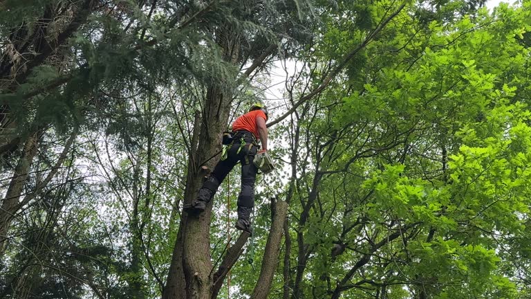 Best Tree Preservation Services  in Santa Ynez, CA